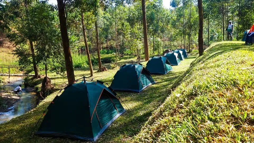 Riverside tents among the sunlit trees at Wanale CT Campsite